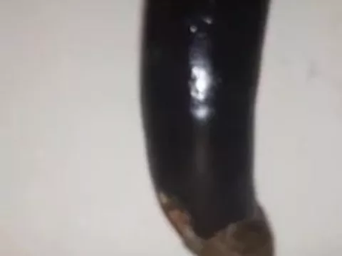 Turkish careless eggplant